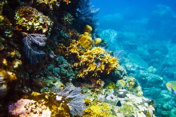 Farbenfrohe Korallen und Fische in Meerestiefe — Stockfoto
