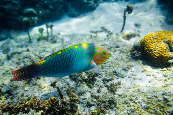 カラフルなサンゴや海の深さで魚 — ストック写真