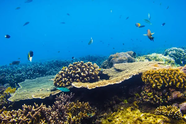 Corais coloridos e peixes na profundidade do oceano — Fotografia de Stock