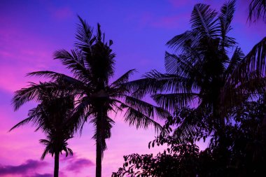 adada tropikal büyük palmiye ağaçları