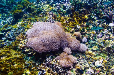 renkli mercan ve okyanus derinlikte balıklar