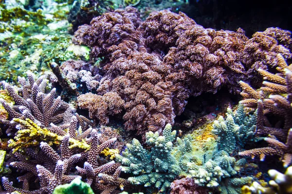 Barevné korály v hloubce oceánu — Stock fotografie