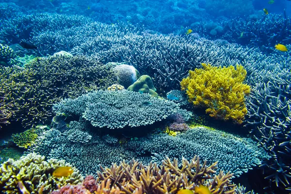 多彩的珊瑚和鱼类在海洋深度 — 图库照片