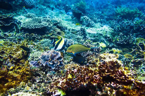 Corais coloridos e peixes na profundidade do oceano — Fotografia de Stock