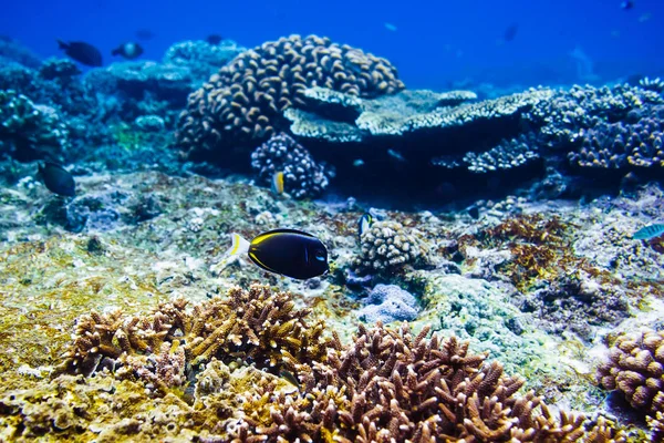 カラフルなサンゴや海の深さで魚 — ストック写真