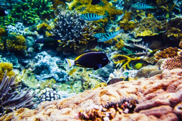 Coloridos corales y peces a la profundidad del océano —  Fotos de Stock