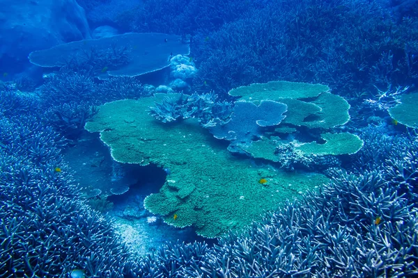 Grandes corais na profundidade do oceano — Fotografia de Stock