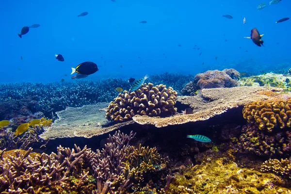 Corais coloridos e peixes na profundidade do oceano — Fotografia de Stock