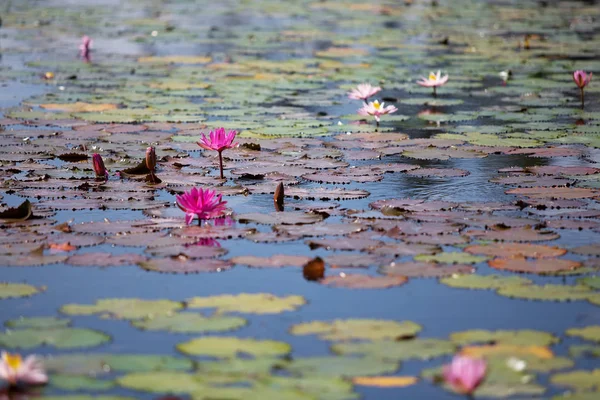 Цветы лотоса на поверхности воды — стоковое фото