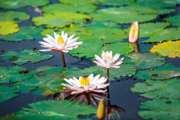 Lotusblommor på vattenytan — Stockfoto