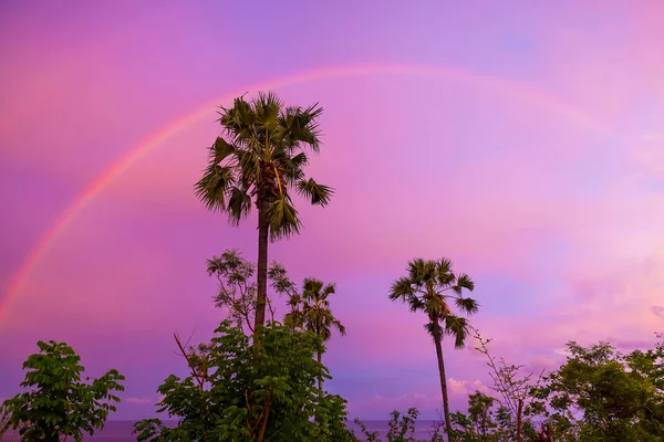 热带大棕榈树和彩虹 — 图库照片