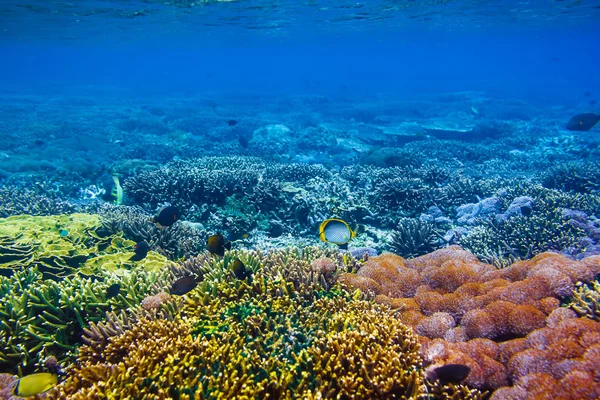 Colorful corals and fishes at ocean depth — Stock Photo, Image