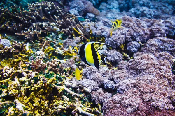 Coloridos corales y peces a la profundidad del océano —  Fotos de Stock