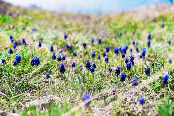 Schließen Sie Die Ansicht Der Grünen Wiese Voller Blauer Blumen — Stockfoto