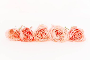 satırda renkli çiçekler