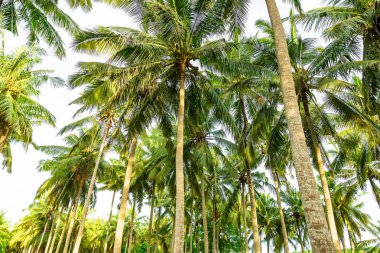 adada tropikal palmiye ağaçları