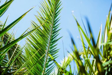 adada tropikal palmiye ağaçları