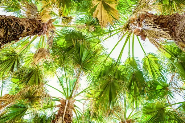 岛上的热带棕榈树 — 图库照片
