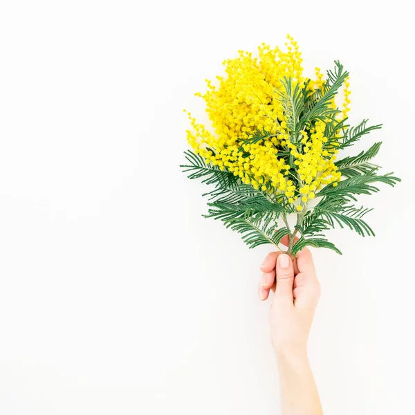 Woman holding mimosa flowers — Stock Photo, Image