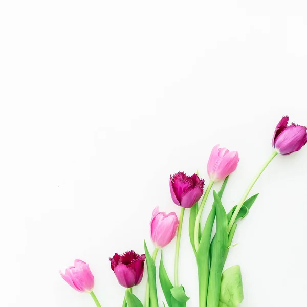 Belles tulipes lumineuses — Photo