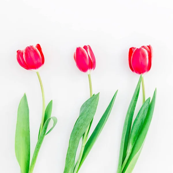 Flores de tulipa macias — Fotografia de Stock