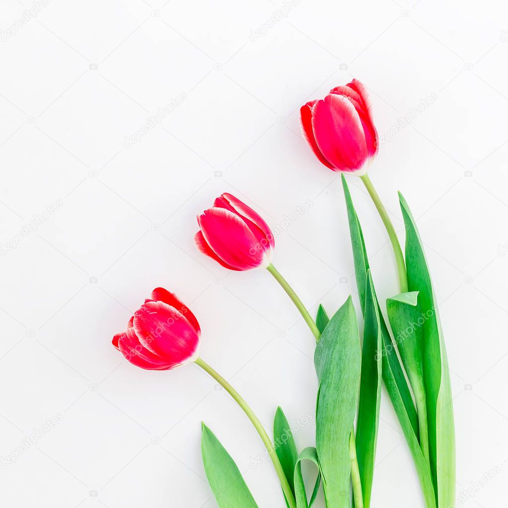 Tender tulip flowers