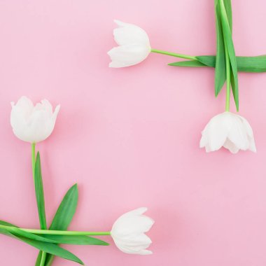  güzel parlak laleler 