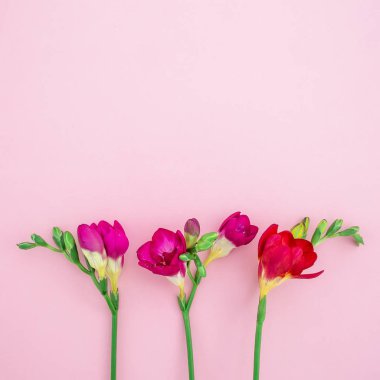 Beyaz arkaplanda güzel çiçekler