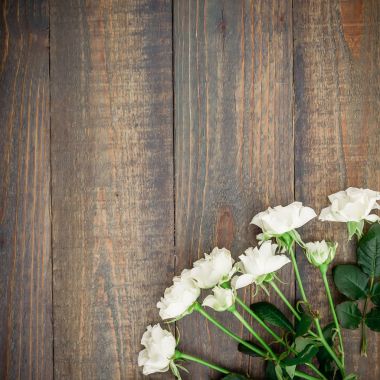 parlak beyaz güller 