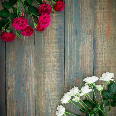 parlak kırmızı ve beyaz güller