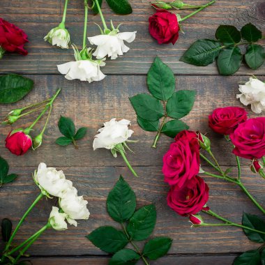 parlak kırmızı ve beyaz güller