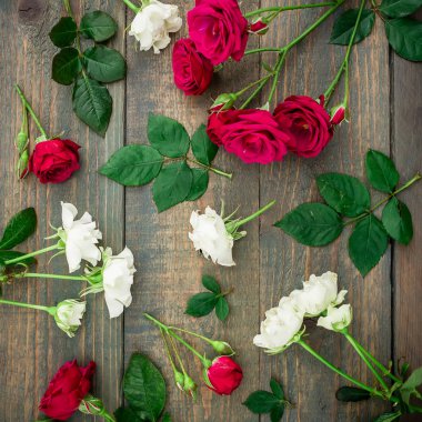 parlak kırmızı ve beyaz güller