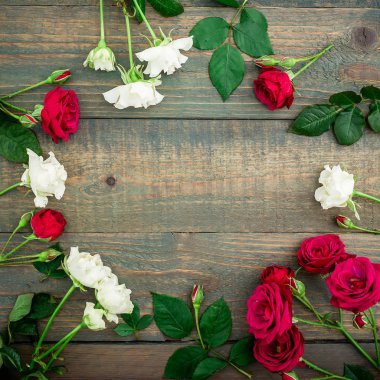 parlak kırmızı ve beyaz güller