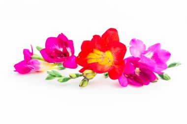 Beyaz arkaplanda güzel çiçekler