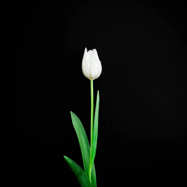 검은 배경에 있는 튤립 꽃 — 스톡 사진