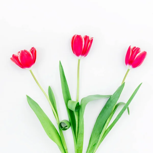 Flores de tulipa macias — Fotografia de Stock