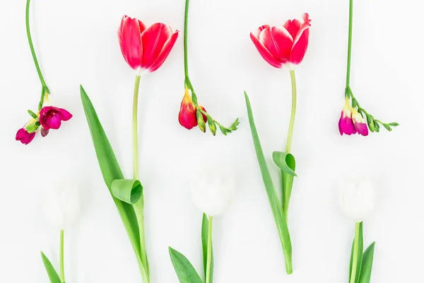 Padrão de tulipas flor macia — Fotografia de Stock