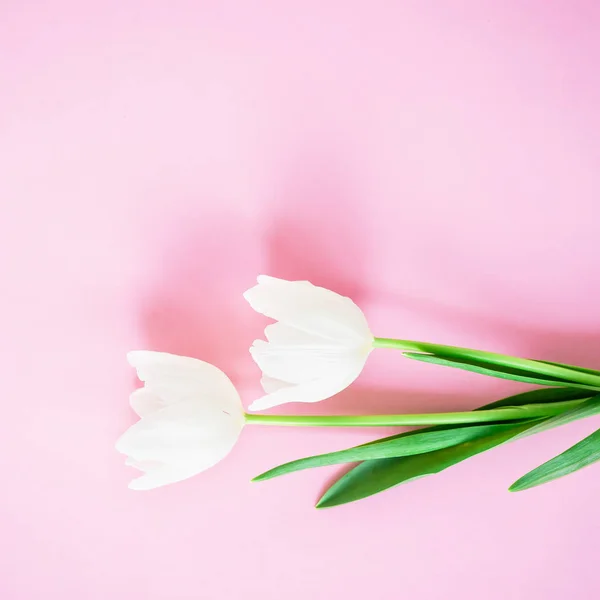 Λουλούδια διαγωνισμού τουλίπα — Φωτογραφία Αρχείου