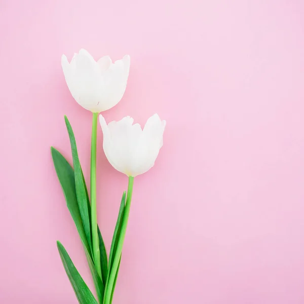 Нежные цветы тюльпана — стоковое фото