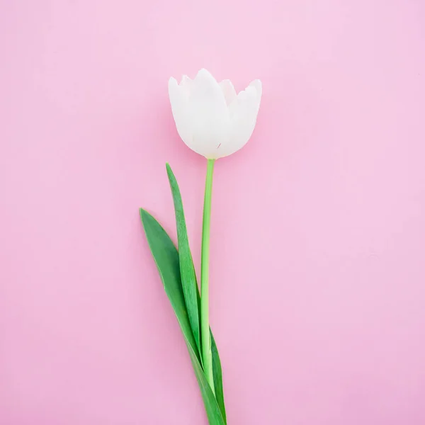 Цветок тюльпан на розовом фоне — стоковое фото