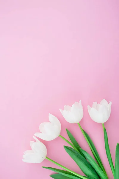 Нежные цветы тюльпана — стоковое фото