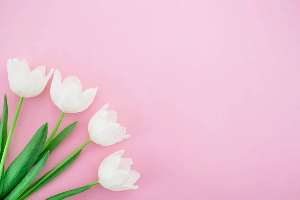 Inschrijving tulp bloemen — Stockfoto