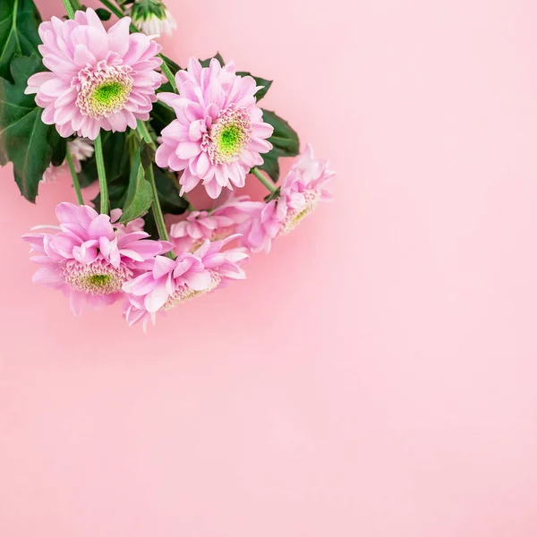 Красивые цветы на розовом фоне — стоковое фото