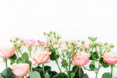 Картина, постер, плакат, фотообои "pink roses on white", артикул 151306048