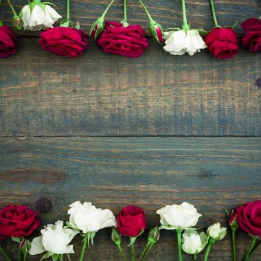  Güzel kırmızı ve beyaz güller 