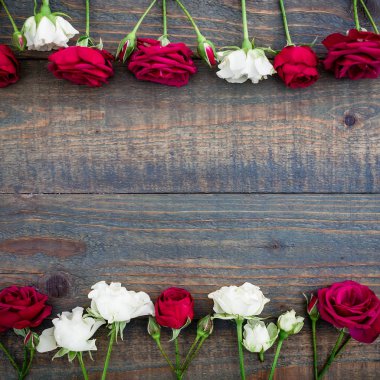  Güzel kırmızı ve beyaz güller 