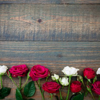  Güzel kırmızı ve beyaz güller 