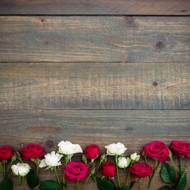  Güzel kırmızı ve beyaz güller 