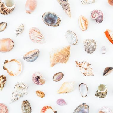 beyaz üzerine çeşitli deniz kabukları