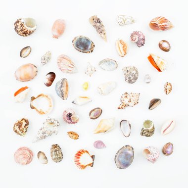 beyaz üzerine çeşitli deniz kabukları